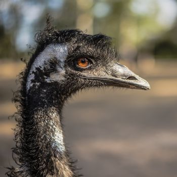 Emu by itself in the outdoors in Queensland during the day.