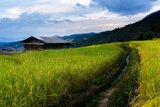 Rice terraces in Chiang Mai, Thailand