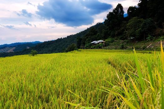 Rice terraces in Chiang Mai, Thailand