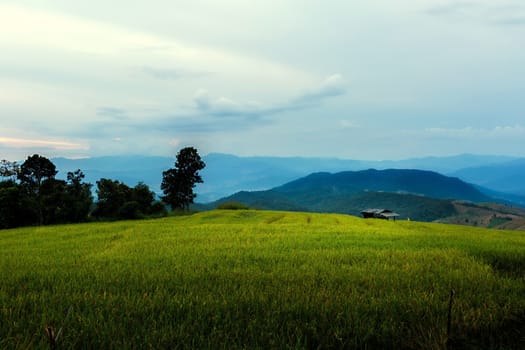 Rice terraces in Chiang Mai, Thailand