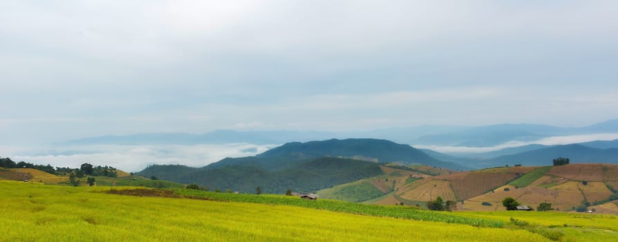 Rice terraces in Chiang Mai, Thailand
