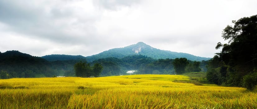 Rice terraces in Chiang Mai, Thailand