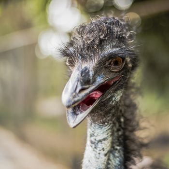 Emu by itself in the outdoors in Queensland during the day.