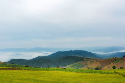 Rice terraces in Chiang Mai, Thailand