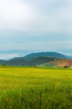 Rice terraces in Chiang Mai, Thailand