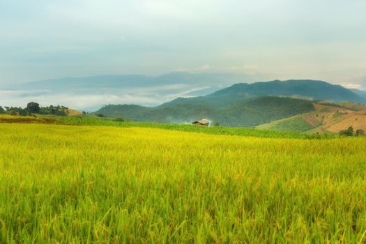Rice terraces in Chiang Mai, Thailand