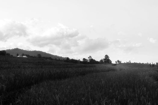 Rice terraces in Chiang Mai, Thailand