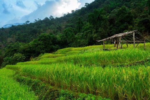 Rice terraces in Chiang Mai, Thailand