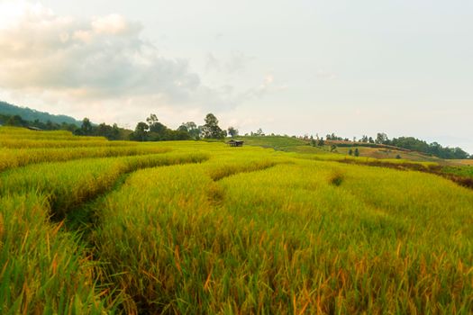 Rice terraces in Chiang Mai, Thailand