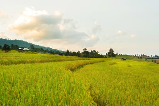 Rice terraces in Chiang Mai, Thailand
