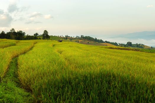 Rice terraces in Chiang Mai, Thailand