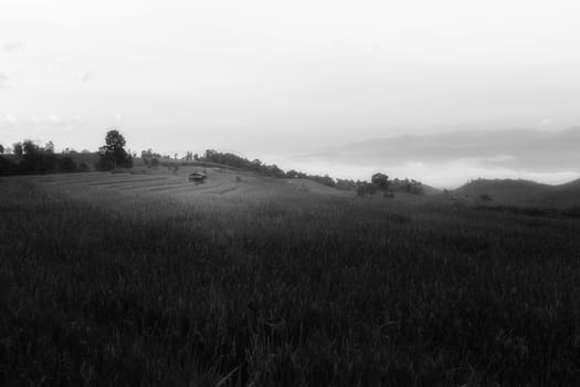 Rice terraces in Chiang Mai, Thailand