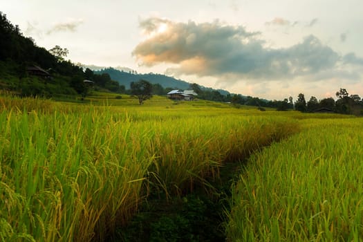 Rice terraces in Chiang Mai, Thailand