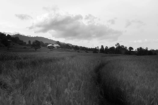 Rice terraces in Chiang Mai, Thailand