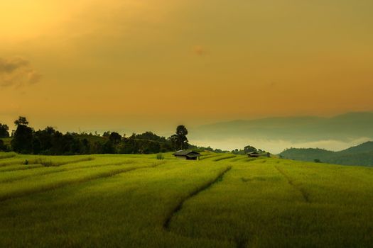 Rice terraces in Chiang Mai, Thailand