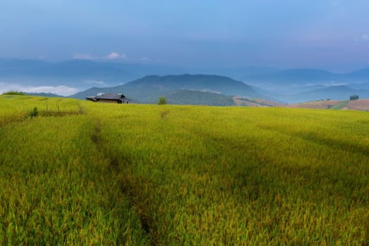 Rice terraces in Chiang Mai, Thailand