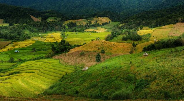 Rice terraces in Chiang Mai, Thailand