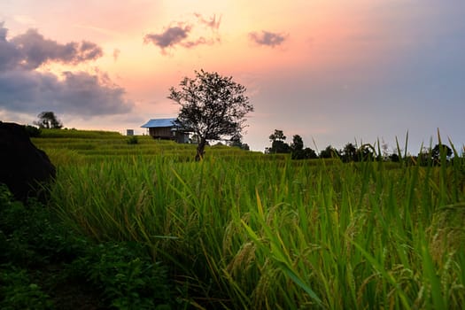 Rice terraces in Chiang Mai, Thailand