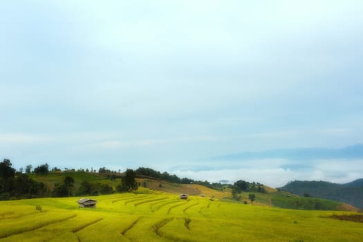 Rice terraces in Chiang Mai, Thailand