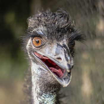 Emu by itself in the outdoors in Queensland during the day.