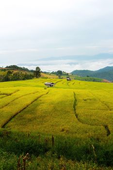 Rice terraces in Chiang Mai, Thailand