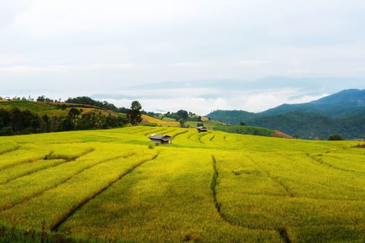 Rice terraces in Chiang Mai, Thailand