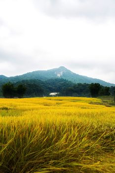 Rice terraces in Chiang Mai, Thailand