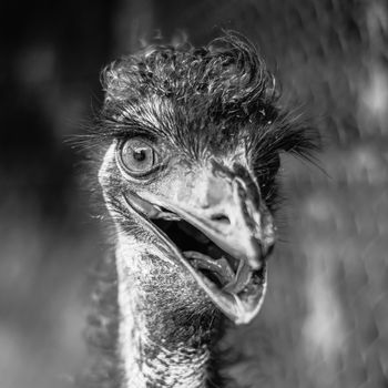 Emu by itself in the outdoors in Queensland during the day.