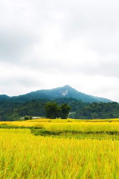 Rice terraces in Chiang Mai, Thailand