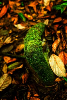 Small plants in Kew Mae Pan Nature Trail located at Chiang Mai, Thailand