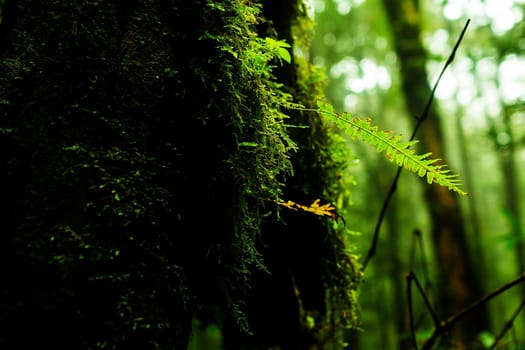Small plants in Kew Mae Pan Nature Trail located at Chiang Mai, Thailand