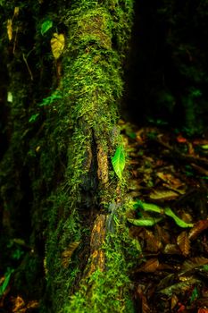 Small plants in Kew Mae Pan Nature Trail located at Chiang Mai, Thailand