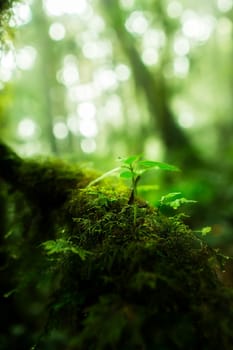 Small plants in Kew Mae Pan Nature Trail located at Chiang Mai, Thailand