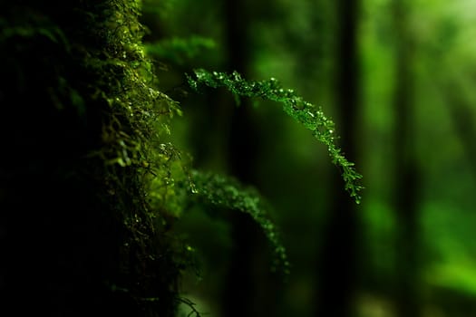 Small plants in Kew Mae Pan Nature Trail located at Chiang Mai, Thailand