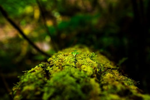 Small plants in Kew Mae Pan Nature Trail located at Chiang Mai, Thailand