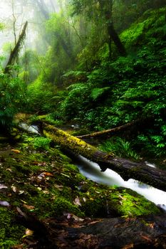 Landscape in Kew Mae Pan Nature Trail located at Chiang Mai