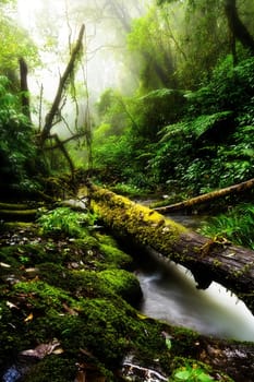 Landscape in Kew Mae Pan Nature Trail located at Chiang Mai