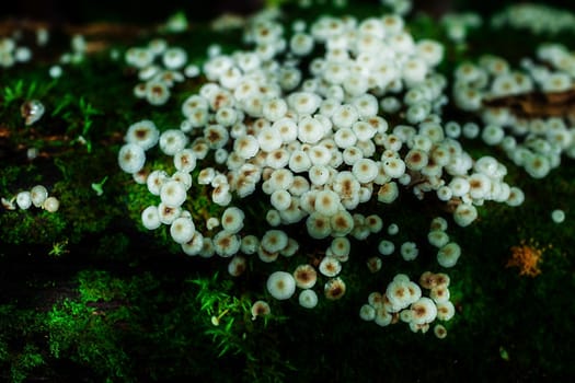 Small plants in Kew Mae Pan Nature Trail located at Chiang Mai, Thailand