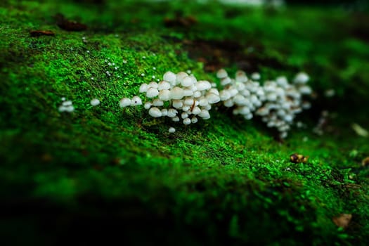 Small plants in Kew Mae Pan Nature Trail located at Chiang Mai, Thailand