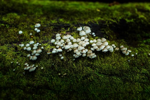 Small plants in Kew Mae Pan Nature Trail located at Chiang Mai, Thailand