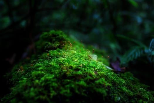 Small plants in Kew Mae Pan Nature Trail located at Chiang Mai, Thailand