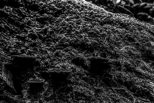 Small plants in Kew Mae Pan Nature Trail located at Chiang Mai, Thailand
