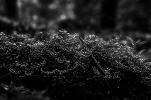 Small plants in Kew Mae Pan Nature Trail located at Chiang Mai, Thailand