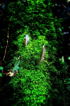 Small plants in Kew Mae Pan Nature Trail located at Chiang Mai, Thailand