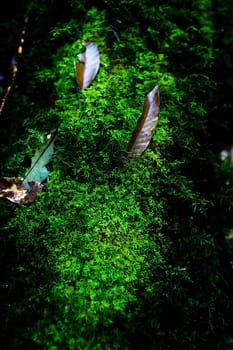 Small plants in Kew Mae Pan Nature Trail located at Chiang Mai, Thailand