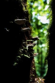 Small plants in Kew Mae Pan Nature Trail located at Chiang Mai, Thailand