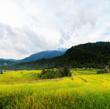 Rice terraces in Chiang Mai, Thailand