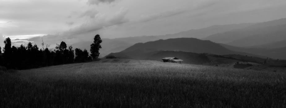 Rice terraces in Chiang Mai, Thailand