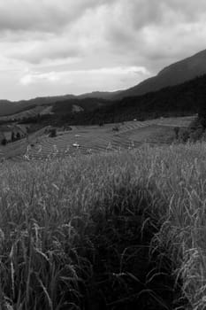 Rice terraces in Chiang Mai, Thailand
