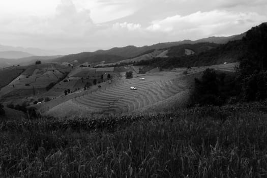 Rice terraces in Chiang Mai, Thailand